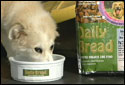 Daily Bread Dog Food